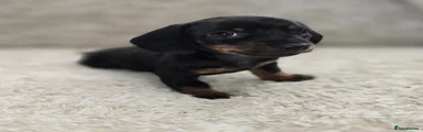 Miniature Dachshund Puppy 2