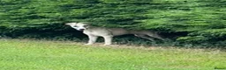 Whippet dogs for sale: Beautiful KC Whippet boy Puppy  - Advert 6