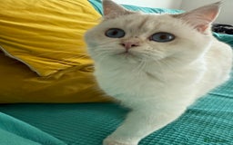 British Longhair cats for sale: British Longair and Shorthair Kittens for sale - Image 25