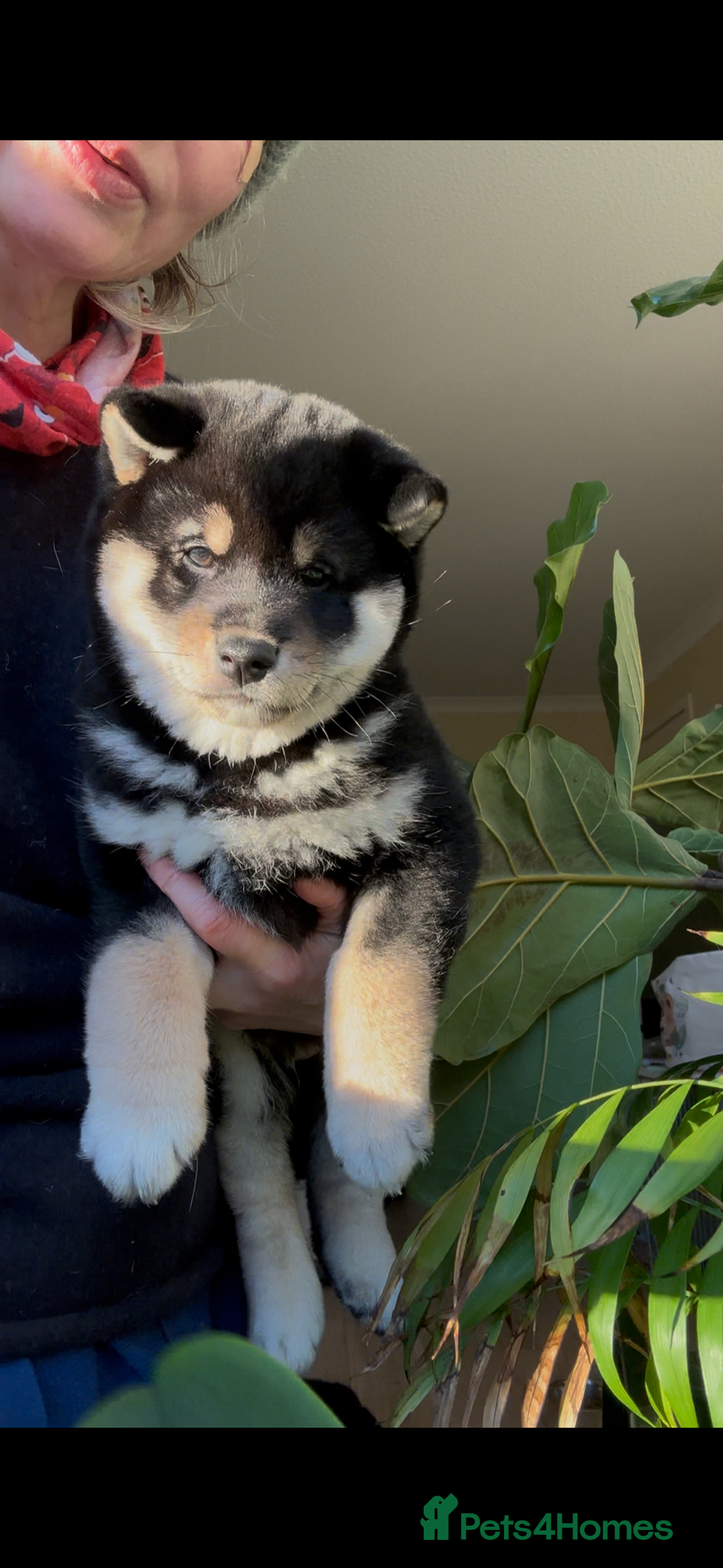 Japanese Shiba Inu dogs for sale: 10 weeks old KC Black/Tan Boy 💖 - Advert 7