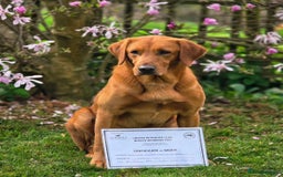 Labrador Retriever dogs for sale: Striking Fox Red Puppies  - Image 8
