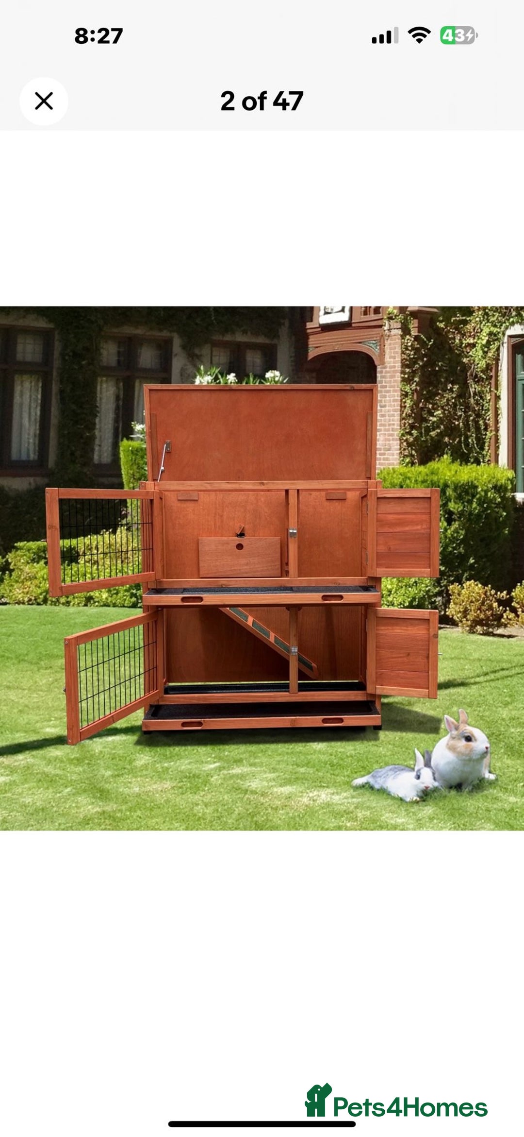 Lionhead rabbits for sale: Gorgeous Lionhead Rabbits Looking for Loving Homes - Image 19