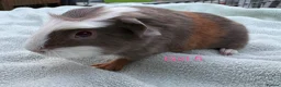 Guinea Pig rodents for sale: Baby Girls & Boys - Advert 5