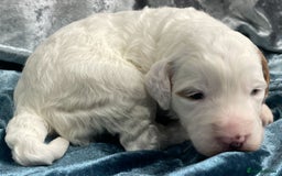 Labradoodle dogs for sale: Labradoodles for Sale! - Image 26