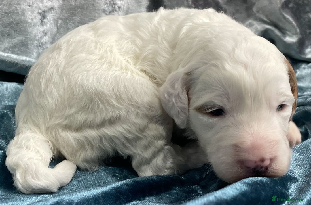 Labradoodle dogs for sale: Labradoodles for Sale! - Image 26