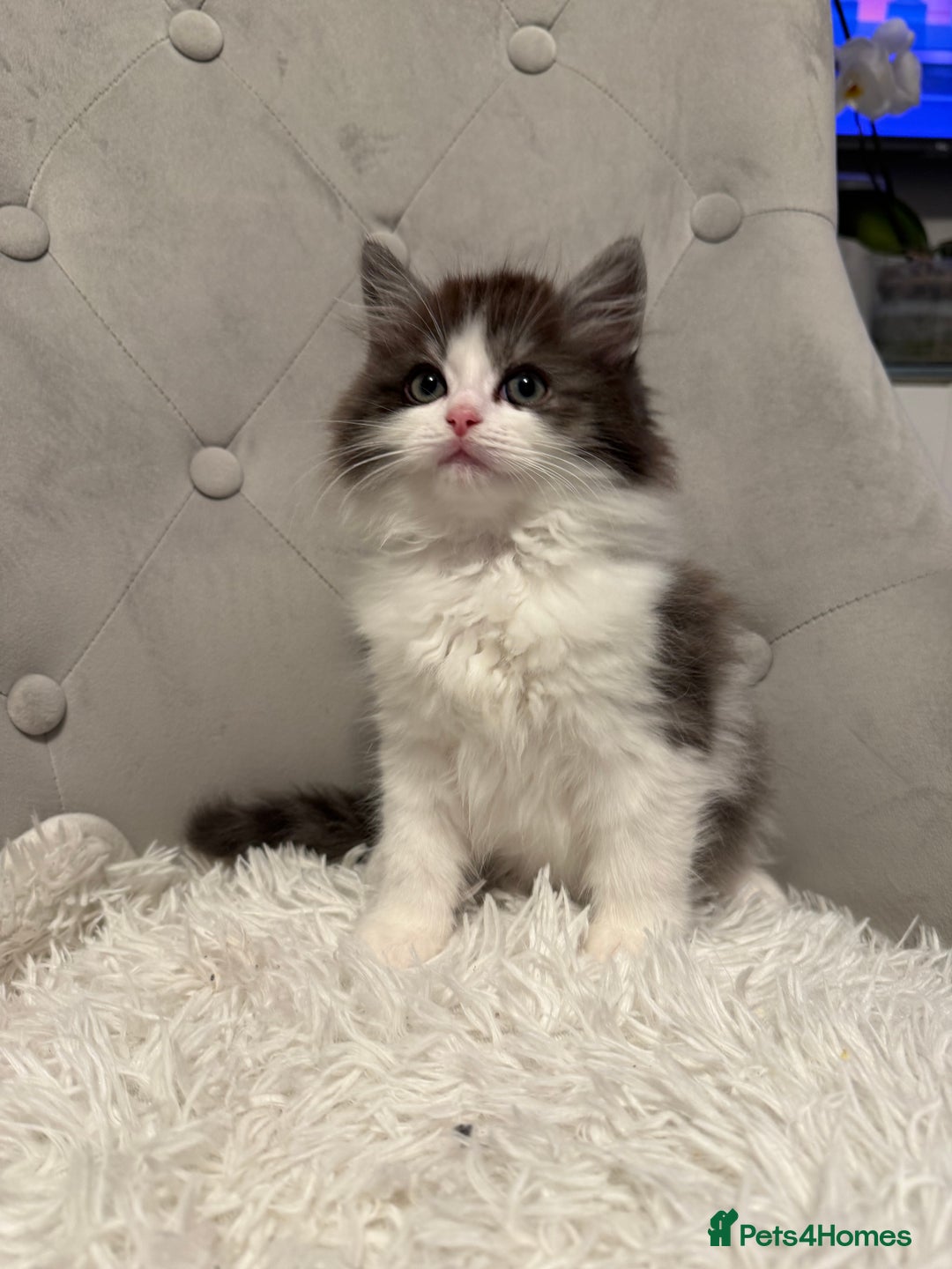 Persian cats for sale: persian x ragdoll kittiens - Advert 2