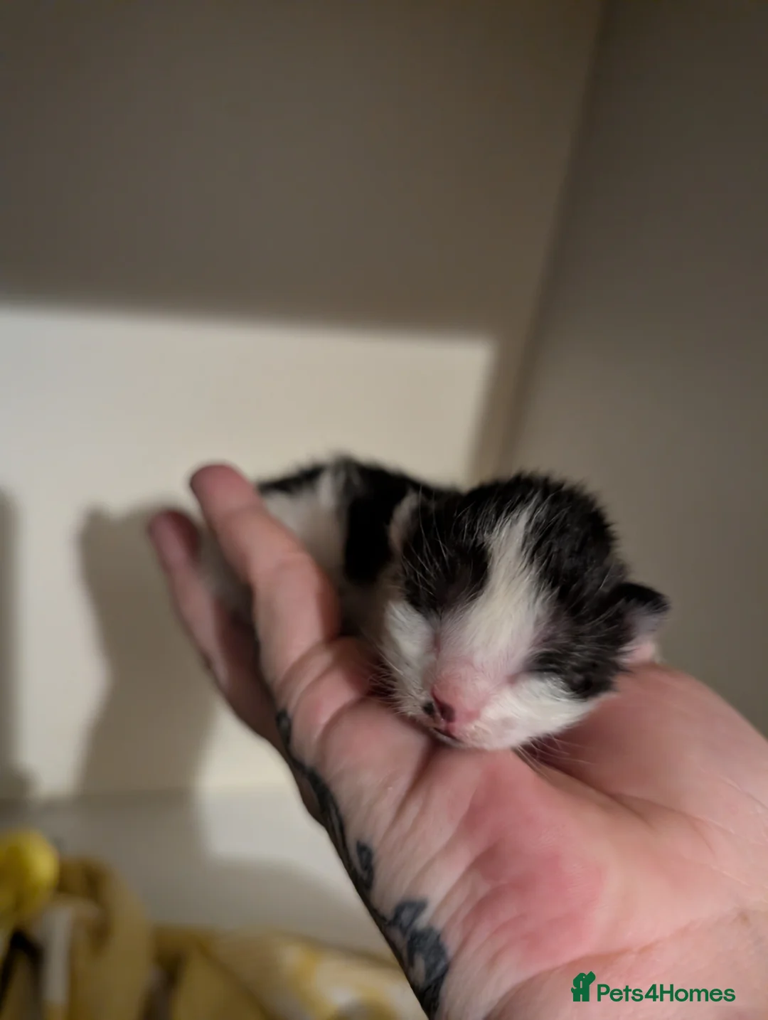 Domestic Shorthair cats for sale: Striking litter of kittens - Advert 13