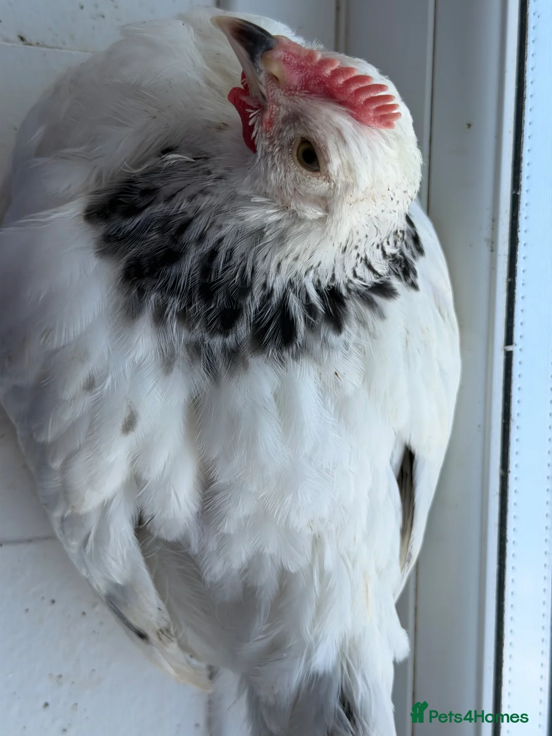 Chickens poultry for sale: Light Sussex chickens in Hounslow - Advert 2