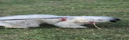 Maltipoo dogs for sale: Stunning Toy Maltipoo Female PuppyDNA tested clear - Advert 10