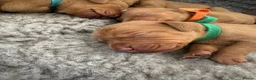 Hungarian Vizsla dogs for sale: Outstanding KC Registered Hungarian Vizsla Puppies - Advert 6