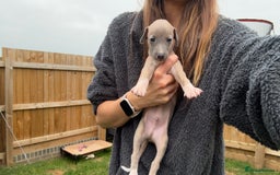 Whippet dogs for sale: OUTSTANDING PRESTIGIOUS LAGUNA BLUE WHIPPETS! KC - Image 7