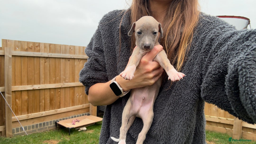 Whippet dogs for sale: OUTSTANDING PRESTIGIOUS LAGUNA BLUE WHIPPETS! KC - Image 7
