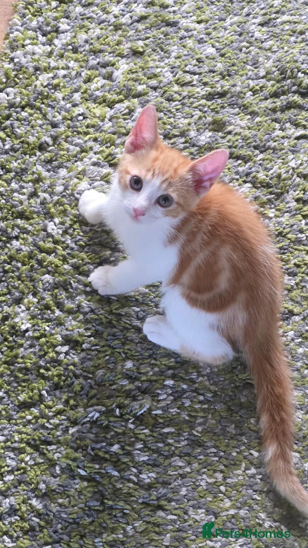 Mixed Breed cats for sale: Male Kitten - Advert 2