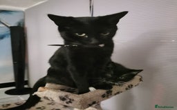 Mixed Breed cats for sale: Adorable kittens looking for new homes  - Image 8