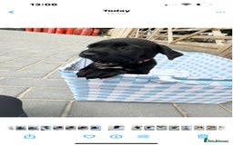 Cane Corso dogs for sale: cane corso puppy’s! - Image 5