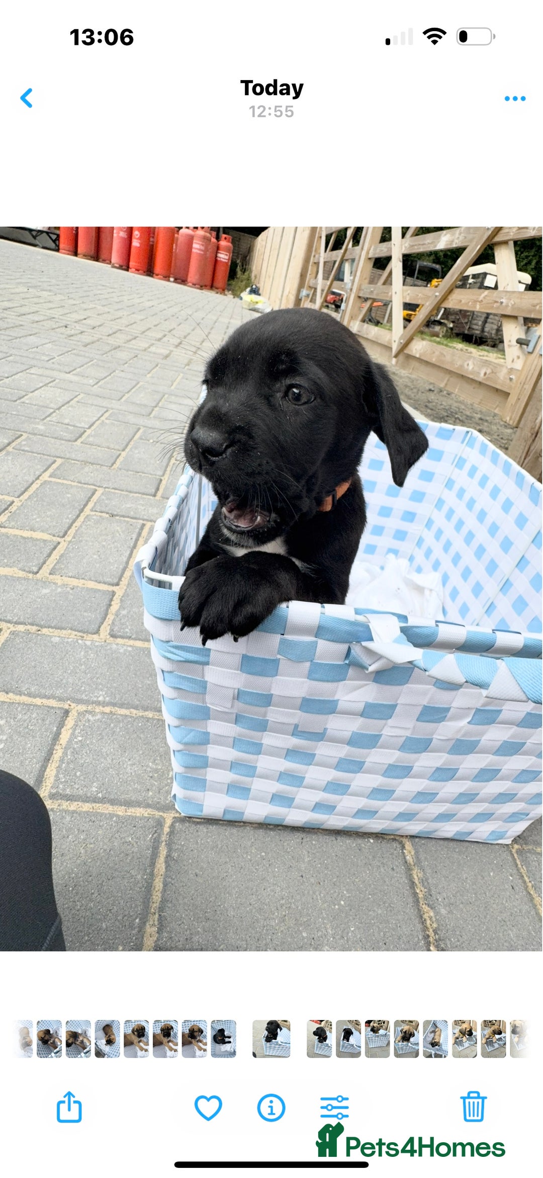 Cane Corso dogs for sale: cane corso puppy’s! - Image 5