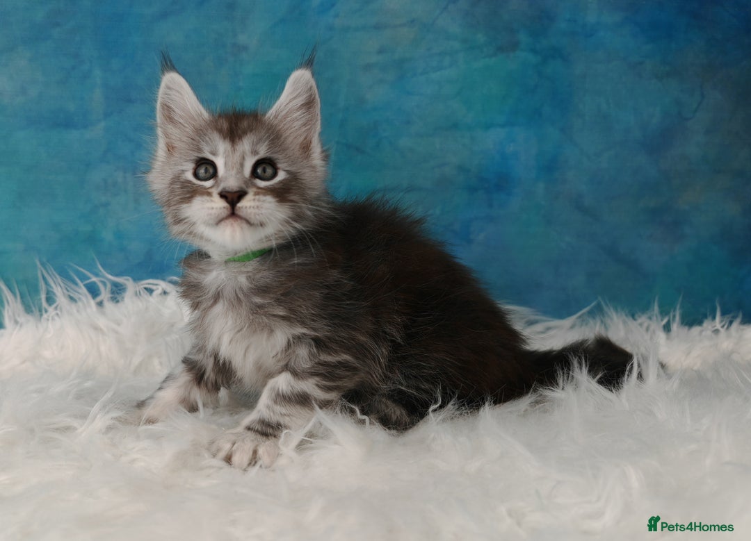 Maine Coon cats for sale: Shaded line Maine Coon kittens - Advert 17