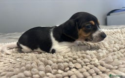 Jack Russell dogs for sale: 5 Beautiful miniature Short legged Jack Russell’s  - Image 2