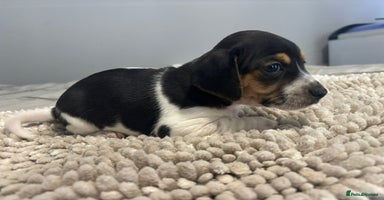 Jack Russell dogs - Advert 15