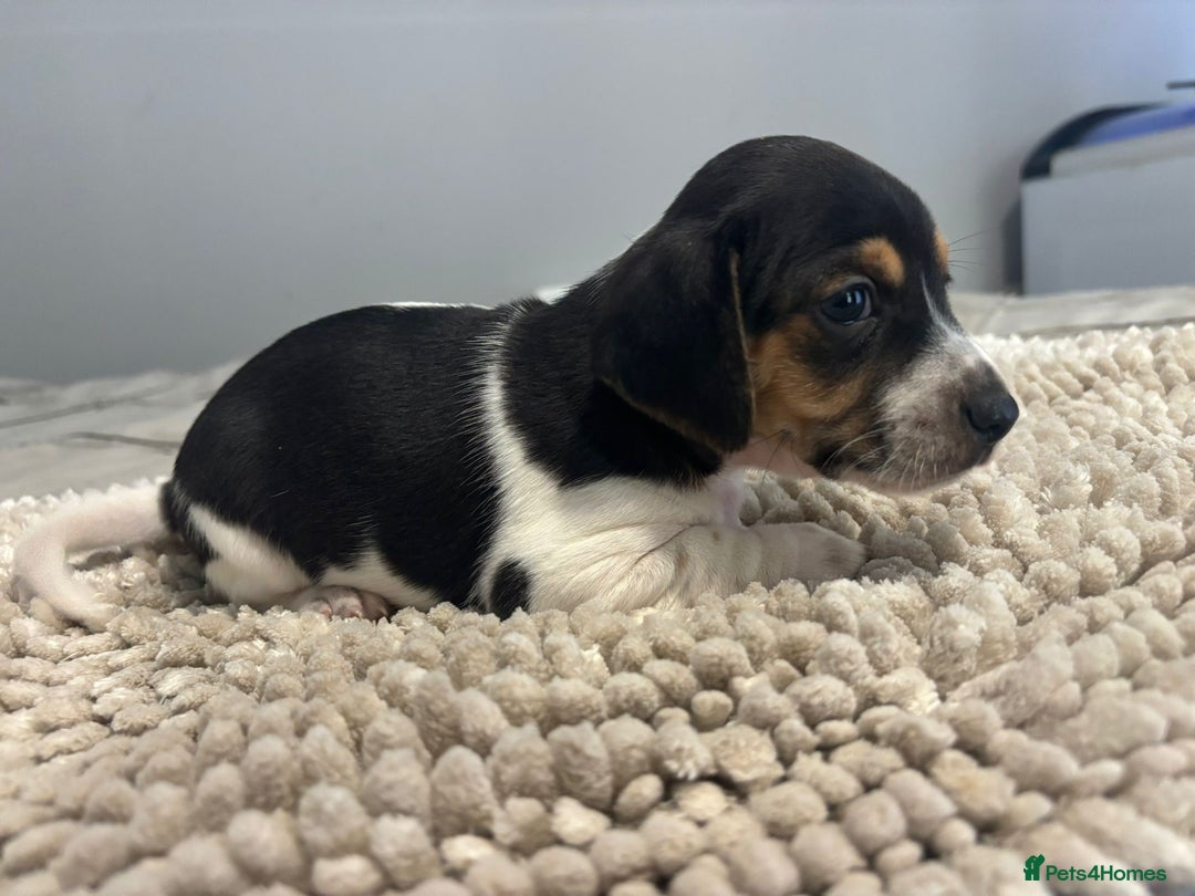 Jack Russell dogs for sale: 5 Beautiful miniature Short legged Jack Russell’s  - Image 2