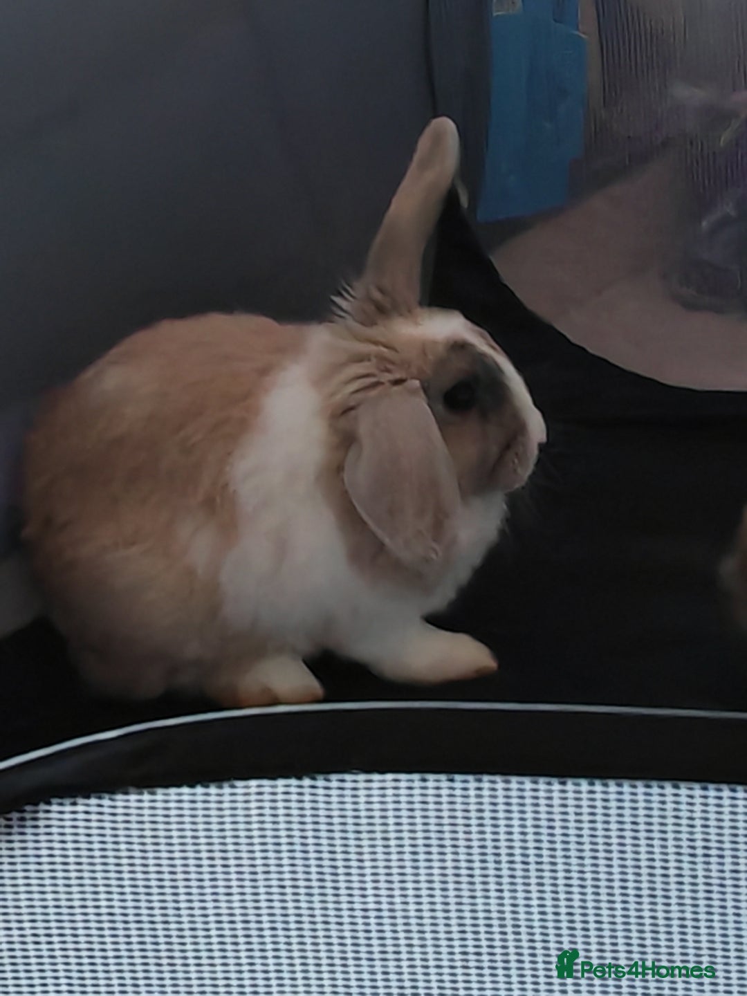 Mini Lion Lop rabbits for sale: Curious tame pastel mini Lion Lop - Image 2