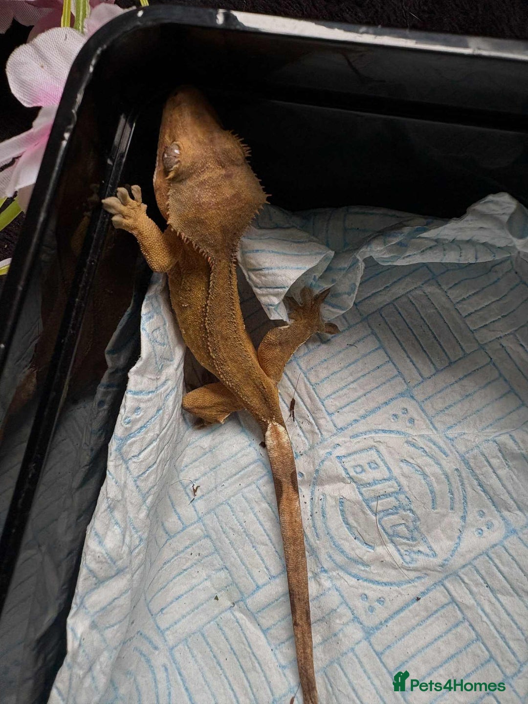 Gecko reptiles for sale: Crested gecko  - Image 2