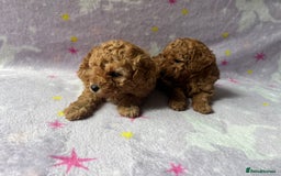 Toy Poodle dogs for sale: Beautiful kc reg toy poodles - Image 3