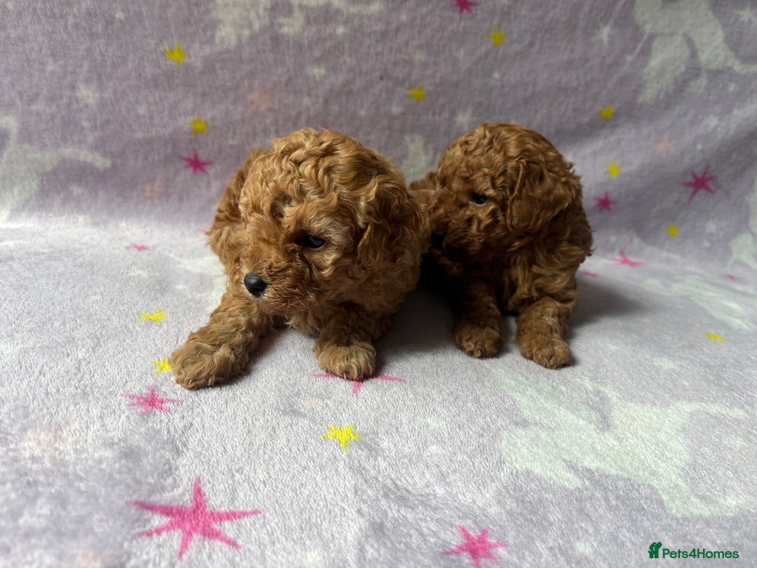Toy Poodle dogs for sale: Beautiful kc reg toy poodles - Image 3