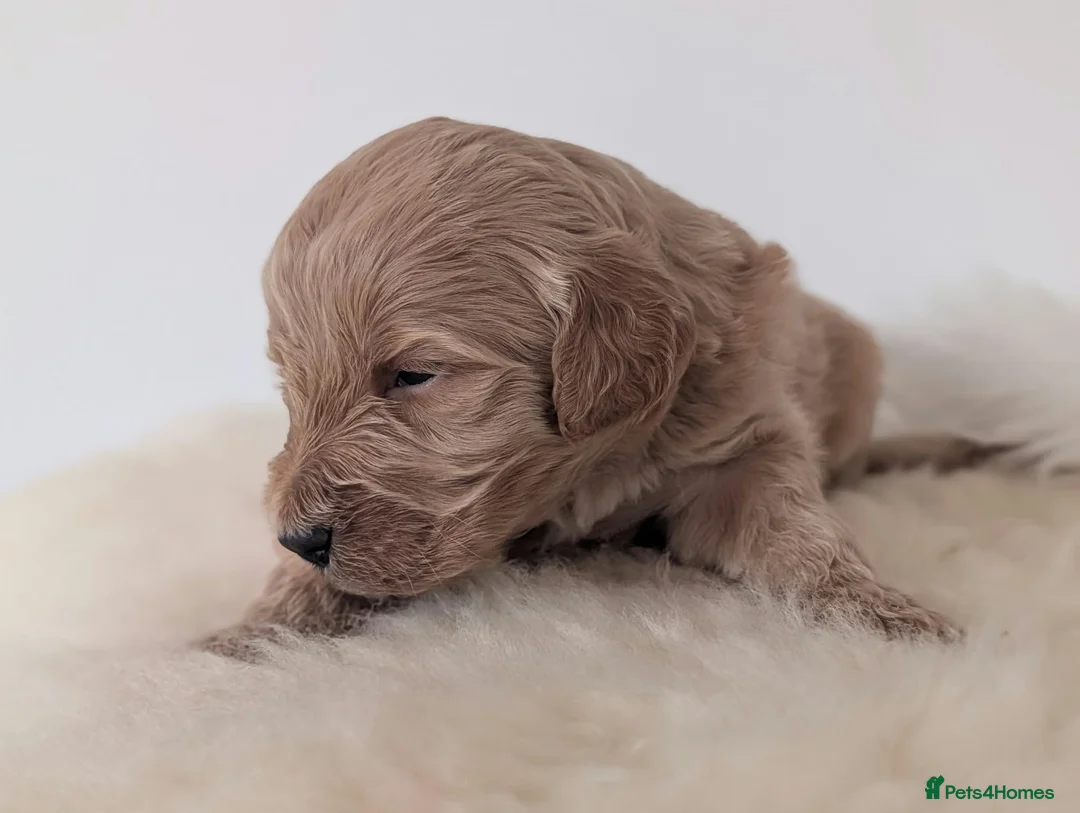 Australian Labradoodle dogs for sale: Birth announcement📣  📣 - Advert 2