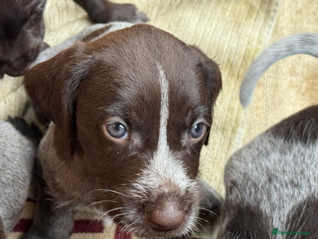 German Wirehaired Pointer dogs for sale: German Wire-haired Pointers of sale - Image 17