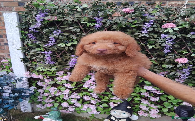 Cavachon dogs - Advert 5
