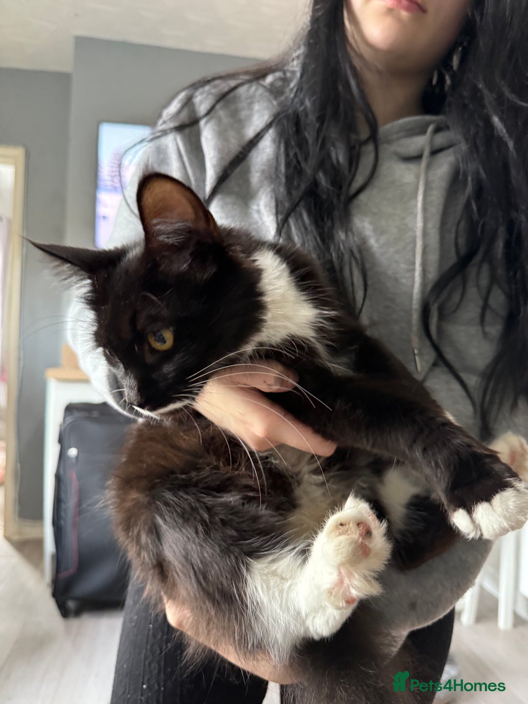 Mixed Breed cats for sale: 1 male 1 female black and white kitten for sale  - Image 3