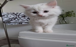 Persian cats for sale: Beautiful Nine week old Turkish Angora Female - Image 7