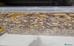 Rat rodents for sale: Rats  - Image 10
