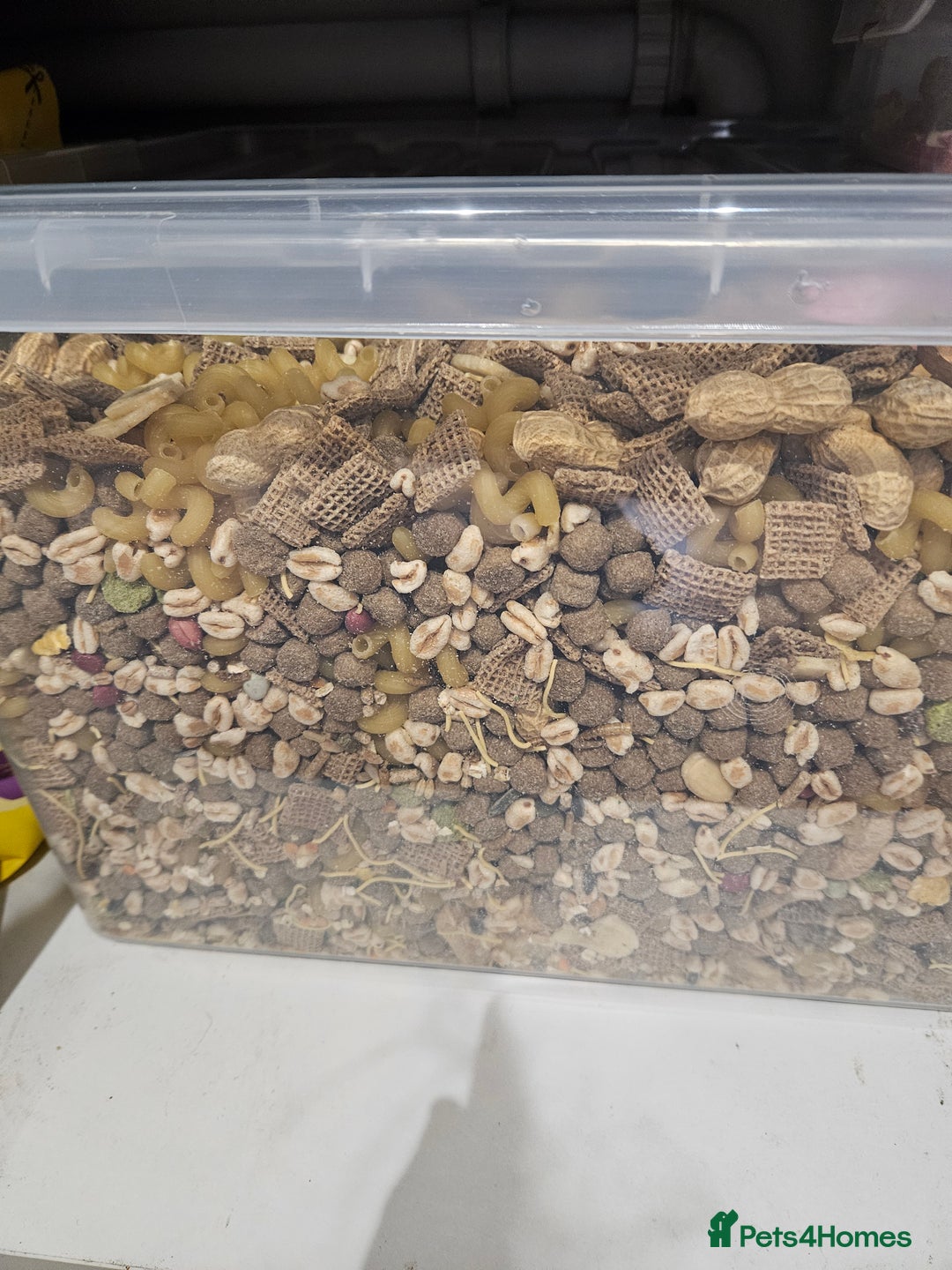 Rat rodents for sale: Rats  - Image 10