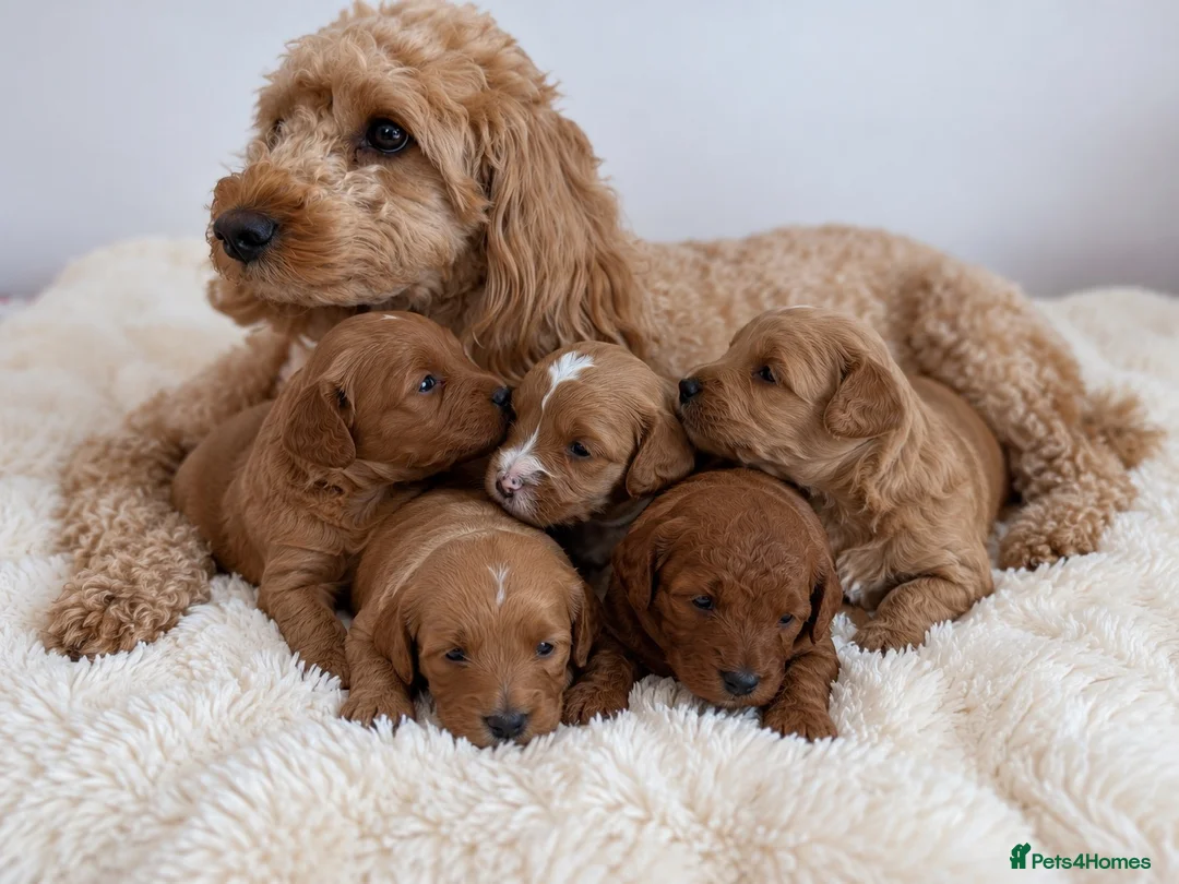 Cockapoo dogs for sale: Say Hello To Our Most Adorable Cockapoo Puppies - Advert 1