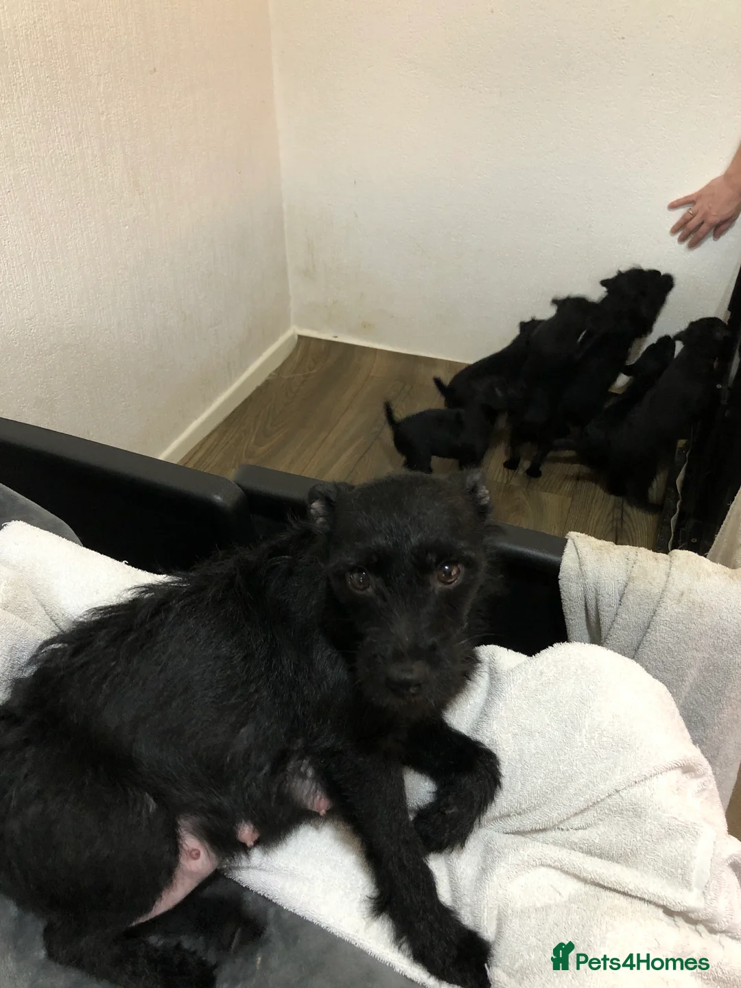 Patterdale Terrier dogs for sale: Patterdale puppies  in Burnley - Advert 10