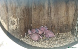 Parrots birds for sale: Proven pair of red lored amazons  - Image 3
