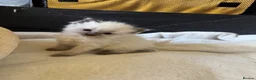 Ragdoll cats for sale: Beautiful Ragdoll  - Advert 12