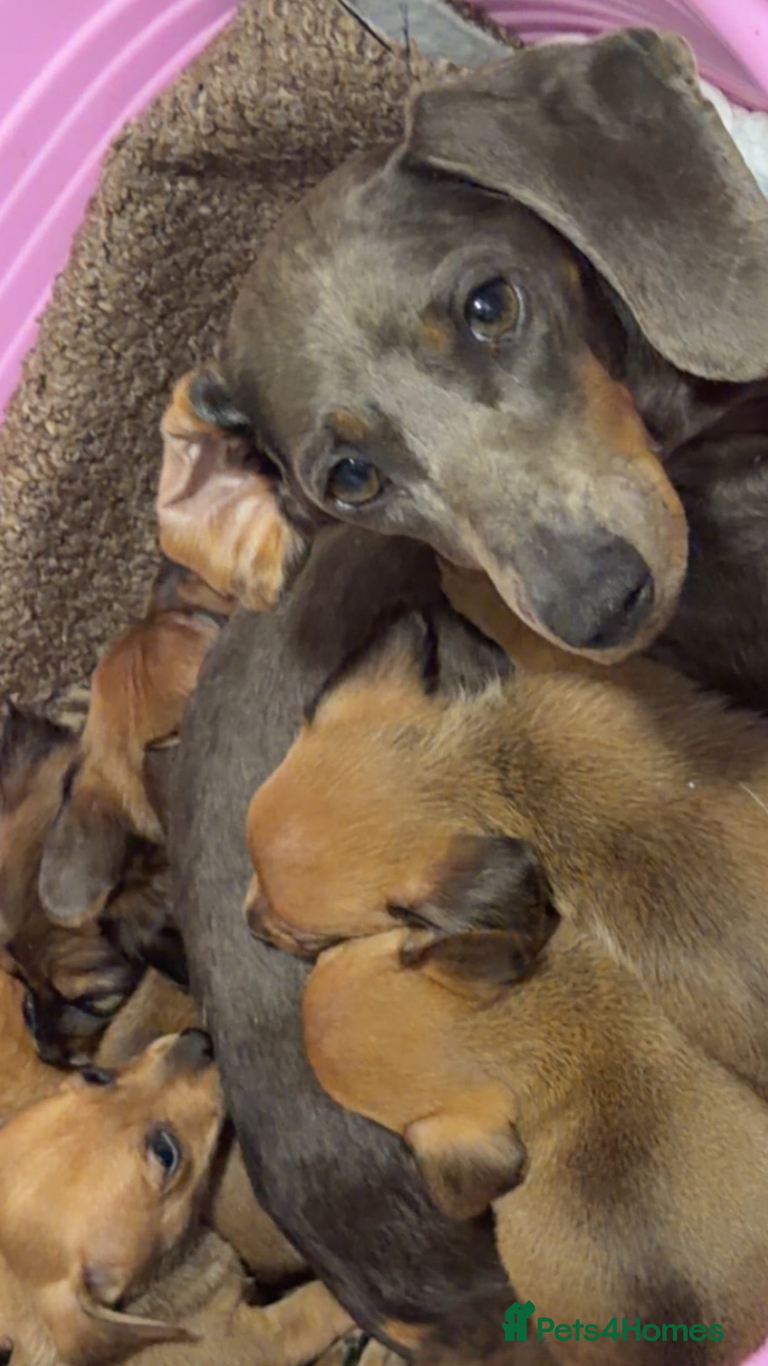 Dachshund dogs for sale: 5 Beautiful dachshund puppy’s  - Advert 1