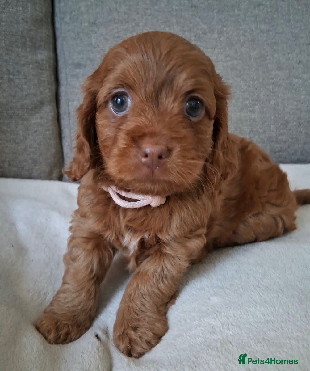 Cockapoo dogs for sale: Tiny Toy poodle cross F1 pups cute teddy bear face - Advert 1