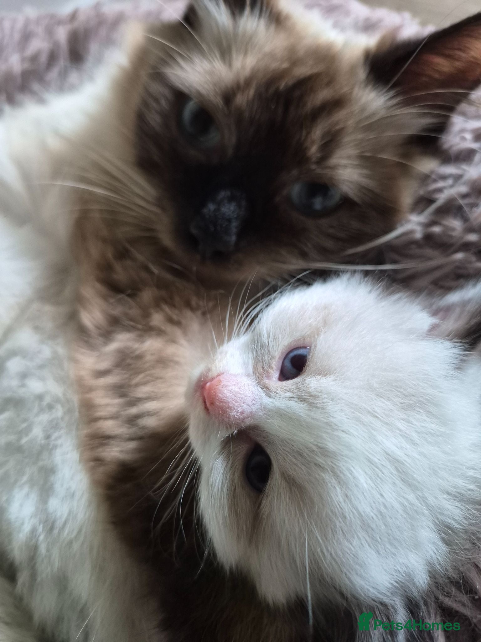 Ragdoll cats Purebreed Ragdolls - Advert 2