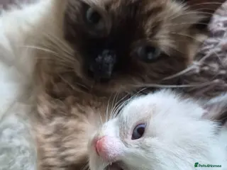 Ragdoll cats Purebreed Ragdolls - Advert 2