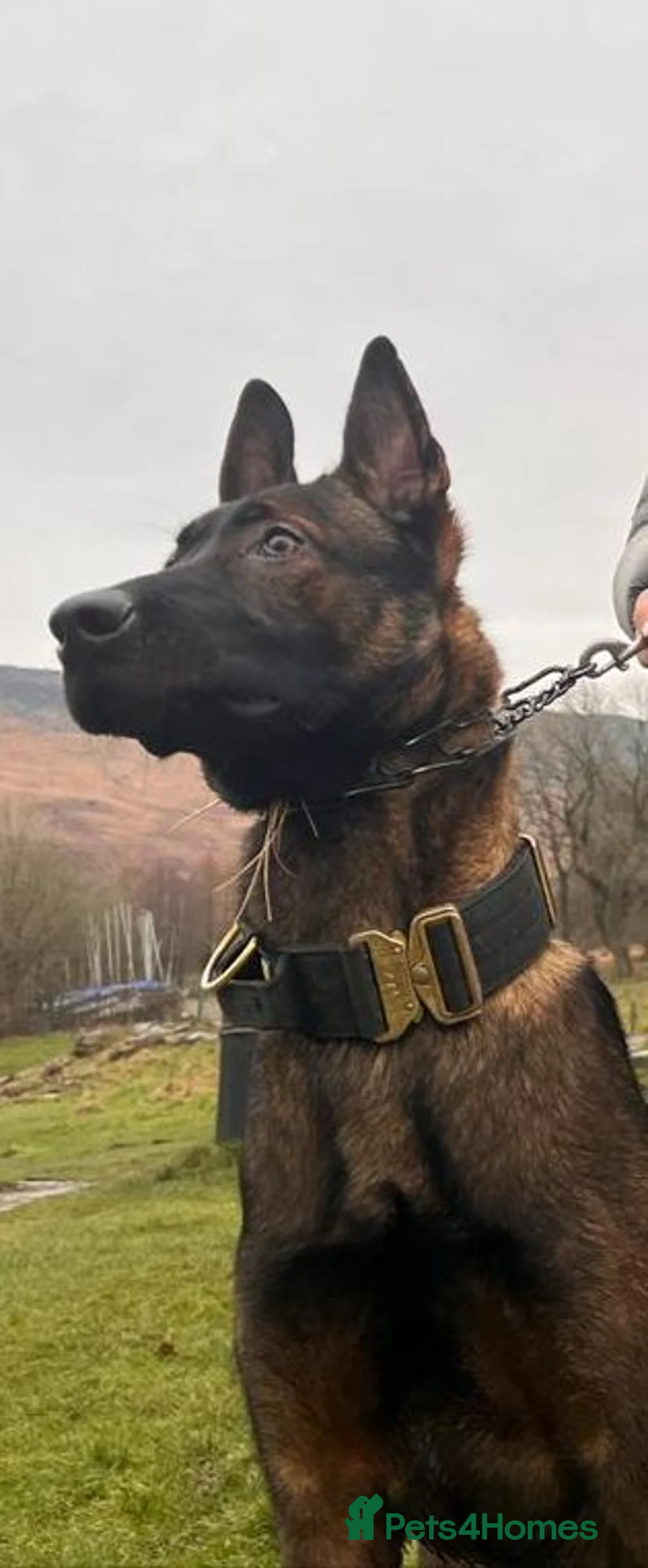 Belgian Shepherd Dog dogs for stud: SERIOUS SIRUS  - Advert 7