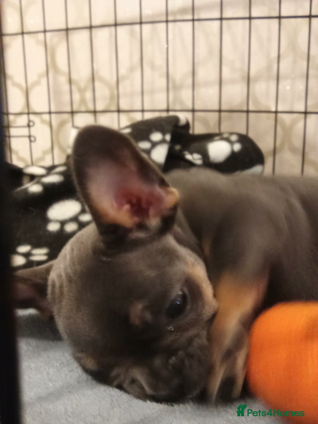 French Bulldog dogs for sale: Full bloodline French bulldog for rehome  - Advert 4