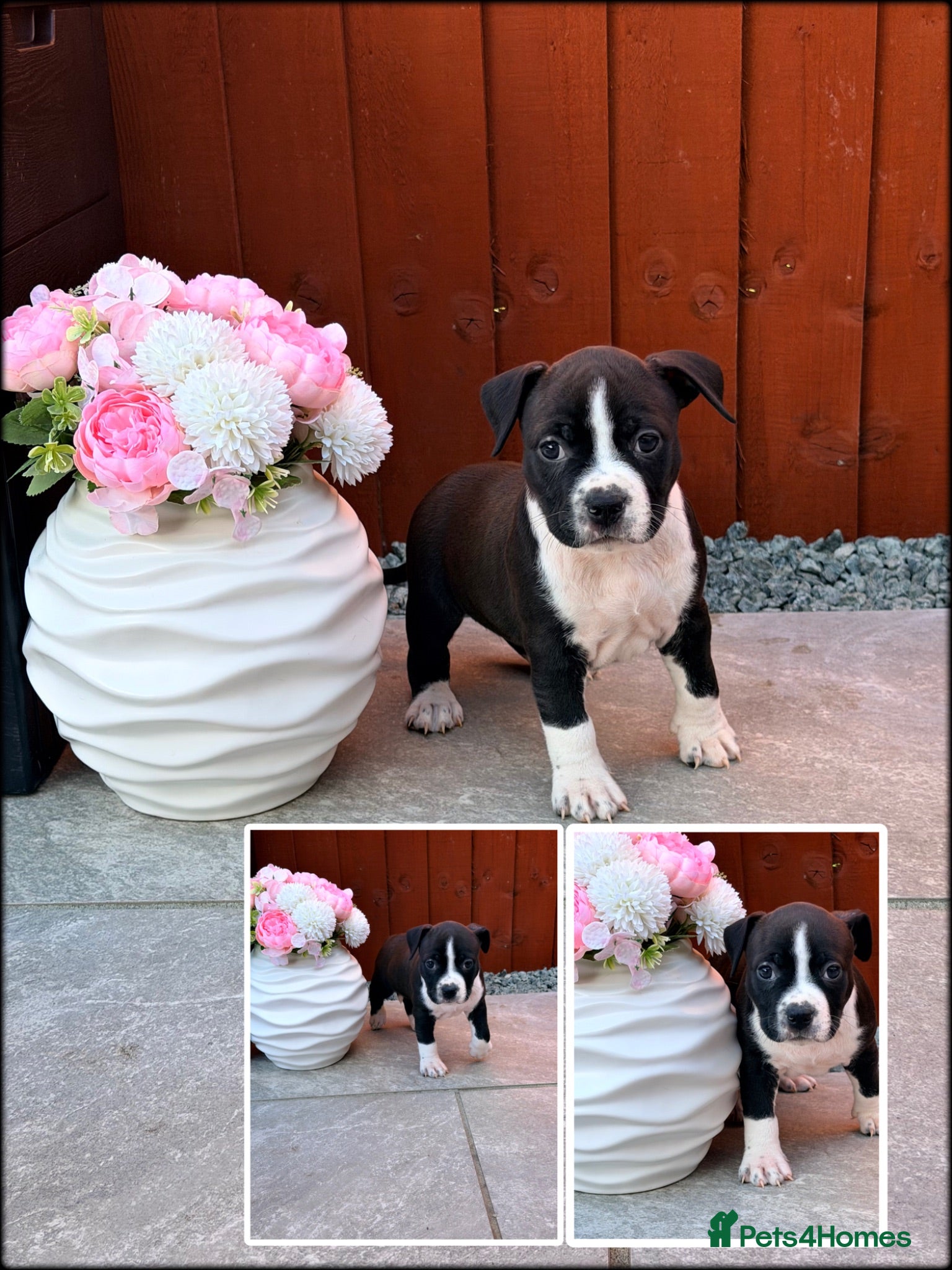 Staffordshire Bull Terrier dogs ONLY 2 LEFT❗️❗️❗️Staffordshire Bull Terrier 🐶 - Advert 2