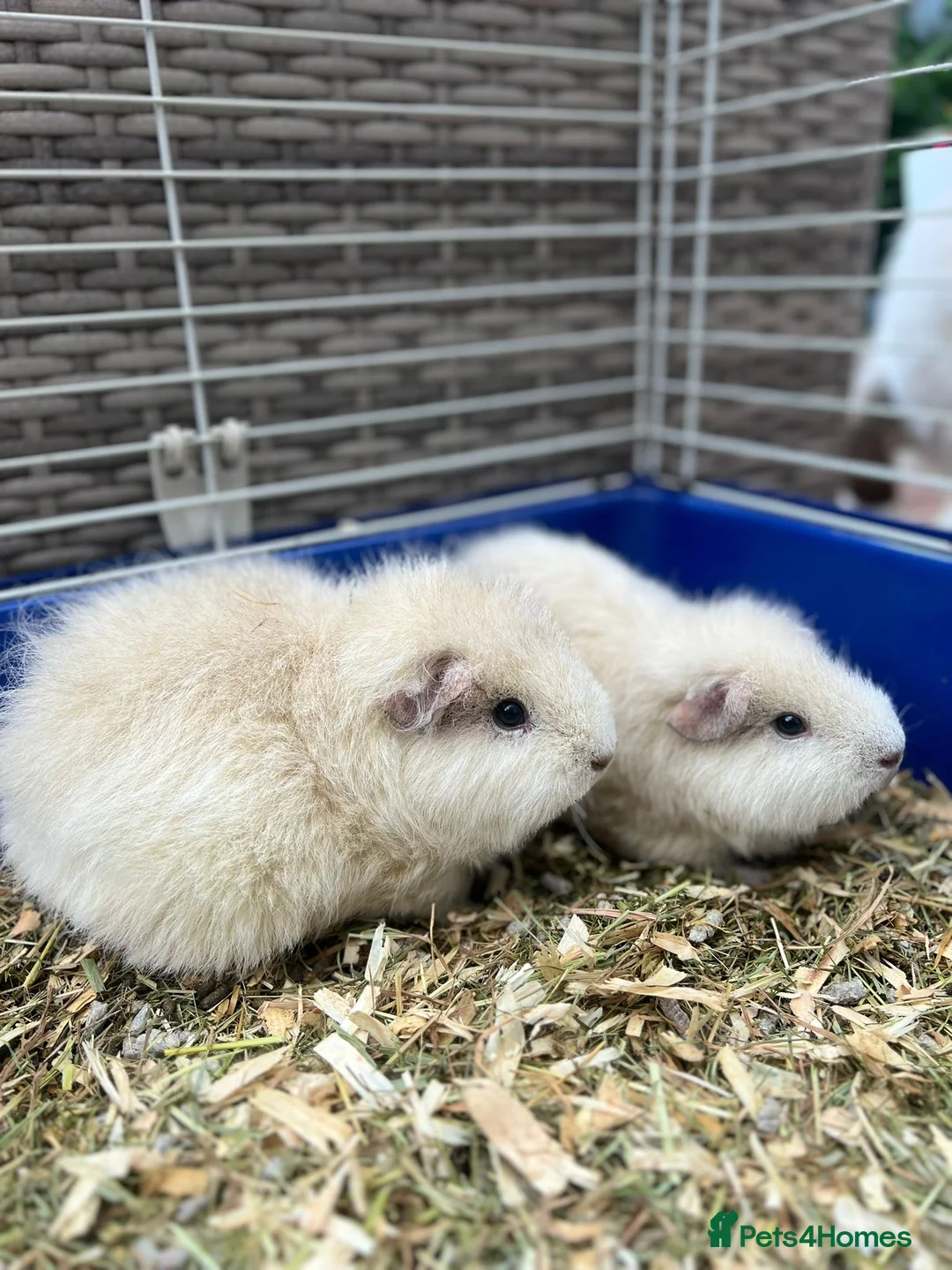 Guinea Pig rodents for sale: Teddy Guinea 2x females 4 months old each £30 - Advert 2