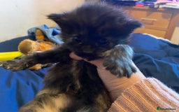 American Shorthair cats for sale: 6 kittens  - Image 18