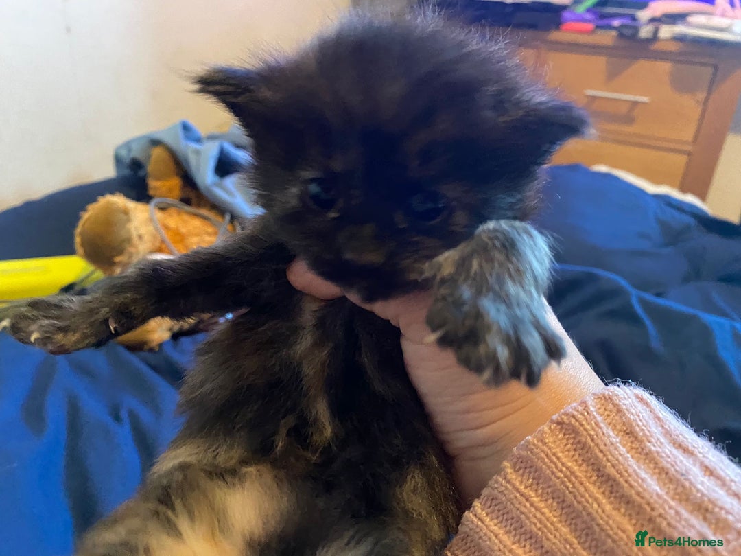 American Shorthair cats for sale: 6 kittens  - Image 18