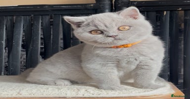 British Shorthair cats - Advert 13